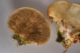 Attēlu rezultāti vaicājumam “Crepidotus applanatus”