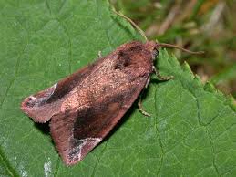 Attēlu rezultāti vaicājumam “Cosmia pyralina”