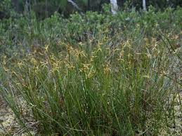 Attēlu rezultāti vaicājumam “Carex pauciflora”
