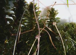 Attēlu rezultāti vaicājumam “Elodea canadensis leaf”