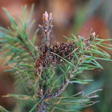 Attēlu rezultāti vaicājumam “Acantholyda posticalis”