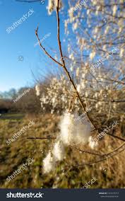 Attēlu rezultāti vaicājumam “Salix pentandra fruit”