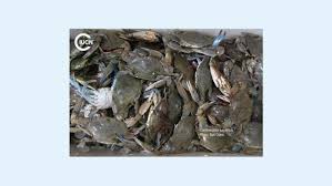 Image result for Callinectes sapidus