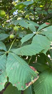 Attēlu rezultāti vaicājumam “Aesculus flava leaf”