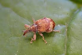 Attēlu rezultāti vaicājumam “Anthonomus phyllocola”