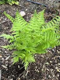 Attēlu rezultāti vaicājumam “Matteuccia struthiopteris”