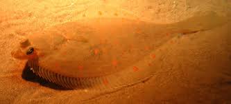 Image result for Pleuronectes platessa