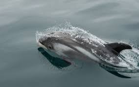 Image result for Lagenorhynchus albirostris