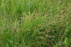 Attēlu rezultāti vaicājumam “Carex disticha”