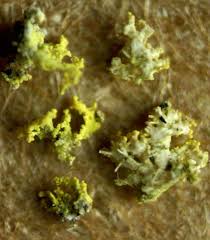 Attēlu rezultāti vaicājumam “Xanthoria candelaria”