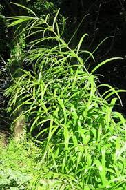 Attēlu rezultāti vaicājumam “Polygonatum verticillatum bud”