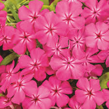 Image result for Phlox drummondii