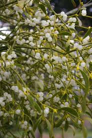 Attēlu rezultāti vaicājumam “Viscum album fruit”