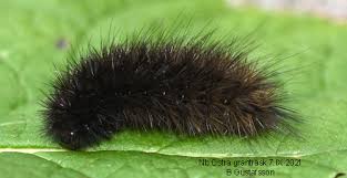 Attēlu rezultāti vaicājumam “Phragmatobia fuliginosa imago”