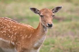 Attēlu rezultāti vaicājumam “Dama dama”