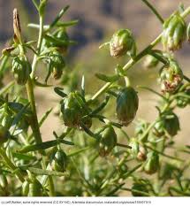 Image result for Artemisia dracunculus