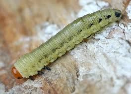 Attēlu rezultāti vaicājumam “Diprion pini female”