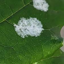 Attēlu rezultāti vaicājumam “Sawadaea tulasnei”