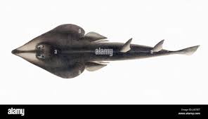 Image result for Rhinobatos rhinobatos