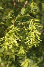 Attēlu rezultāti vaicājumam “Carpinus betulus”