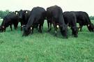 http://www.deercreekangus.com/angus_cattle_grazing.jpg
