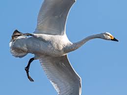 Attēlu rezultāti vaicājumam “Cygnus columbianus”