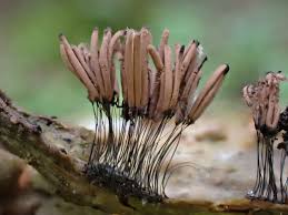 Attēlu rezultāti vaicājumam “Lamproderma pseudomaculatum spores”