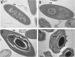 Attēlu rezultāti vaicājumam “Badhamiopsis praetermissa spores”
