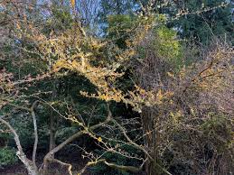 Attēlu rezultāti vaicājumam “Hamamelis japonica”