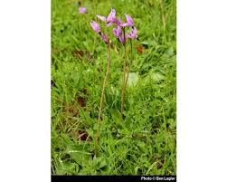 Attēlu rezultāti vaicājumam “Diderma roanense stalked”