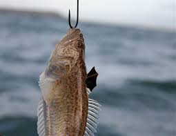 Image result for Weymouth Angling Society