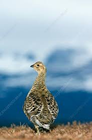 Attēlu rezultāti vaicājumam “Tetrao urogallus female”