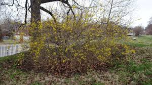 Attēlu rezultāti vaicājumam “Forsythia”