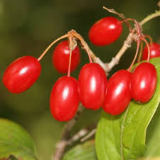 Attēlu rezultāti vaicājumam “Cornus mas fruit”