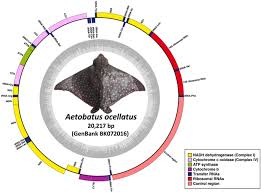 Image result for Myliobatis freminvillei