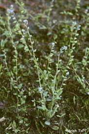 Attēlu rezultāti vaicājumam “Myosotis stricta fruit”