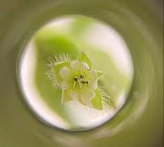 Attēlu rezultāti vaicājumam “Stellaria media bud”