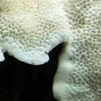 Attēlu rezultāti vaicājumam “Skeletocutis brevispora”