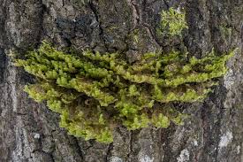 Attēlu rezultāti vaicājumam “Neckera pennata”