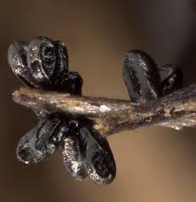 Attēlu rezultāti vaicājumam “Craterium minutum stalked”