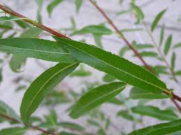 Attēlu rezultāti vaicājumam “Salix daphnoides subsp. acutifolia bud”
