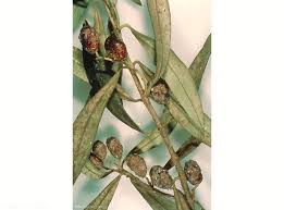 Attēlu rezultāti vaicājumam “Lepidosaphes ulmi”