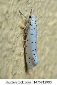 Attēlu rezultāti vaicājumam “Yponomeuta malinellus / cagnagella imago”