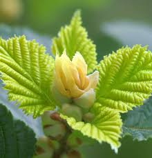 Attēlu rezultāti vaicājumam “Corylus avellana male flower”