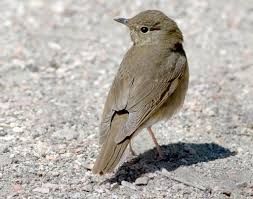 Image result for Catharus ustulatus