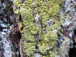 Attēlu rezultāti vaicājumam “Chaenotheca chrysocephala”