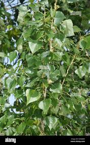 Attēlu rezultāti vaicājumam “Populus nigra Italica leaf”