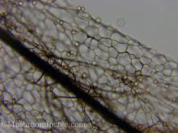 Attēlu rezultāti vaicājumam “Stemonitopsis hyperopta var. landewaldii macro”