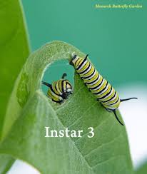 Image result for monarch caterpillar