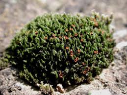 Attēlu rezultāti vaicājumam “Schistidium robustum sporophyte”